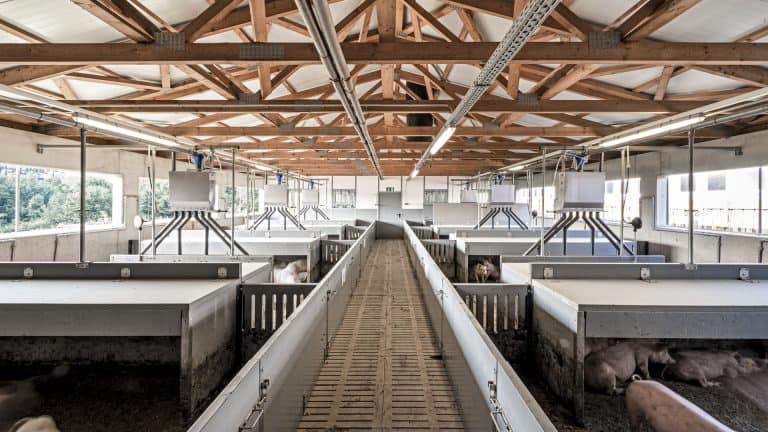 Schweineanlage 11