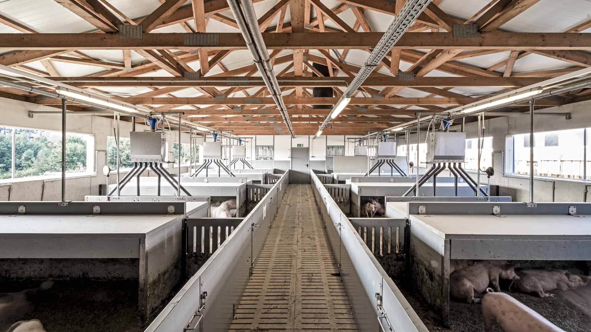Schweineanlage 11